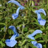 Salvia patens \'Cambridge Blue\' - 1 packet (15 salvia seeds)