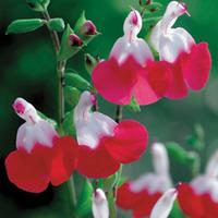 Salvia x jamensis \'Hot Lips\' (Large Plant) - 1 x 2 litre potted salvia plant