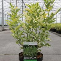 Sambucus nigra \'Madonna\' (Large Plant) - 1 x 10 litre potted sambucus plant