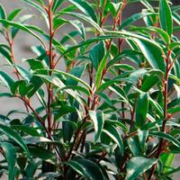Sarcococca hookeriana var. digyna (Large Plant) - 3 x 2 litre potted sarcococca plants