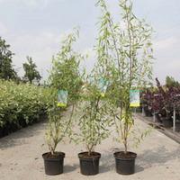 Salix babylonica \'Tortuosa\' (Large Plant) - 3 x 5 litre potted salix plants