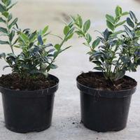 Sarcococca ruscifolia (Large Plant) - 2 x 2 litre potted sarcococca plants