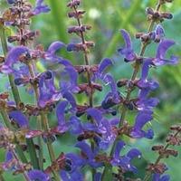 salvia transylvanica 1 packet 50 salvia seeds