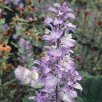 Salvia sclarea var. turkestanica - 1 packet (50 salvia seeds)