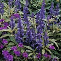 salvia farinacea victoria 1 packet 100 salvia seeds