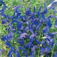 Salvia patens - 1 packet (15 salvia seeds)