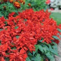 Salvia splendens \'Blaze of Fire\' - 6 salvia plug plants