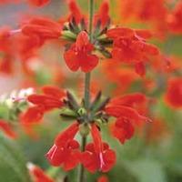 Salvia coccinea \'Summer Jewel Red\' - 1 packet (30 salvia seeds)