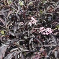 Sambucus nigra f. porphyrophylla \'Black Lace\' (Large Plant) - 2 x 3.5 litre potted sambucus plants