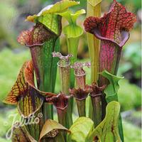 Sarracenia species \'New Hybrids Mixed\' - 1 packet (15 sarracenia seeds)