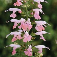 Salvia coccinea \'Summer Jewel Pink\' - 1 packet (30 salvia seeds)