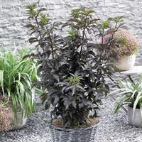 Sambucus nigra f. porphyrophylla \'Black Tower\' (Large Plant) - 1 x 9cm potted sambucus plant