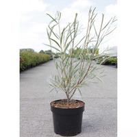 Salix exigua (Large Plant) - 1 x 3.6 litre potted salix plant