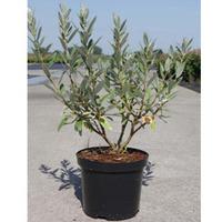 Salix helvetica (Large Plant) - 1 x 3.5 litre potted salix plant