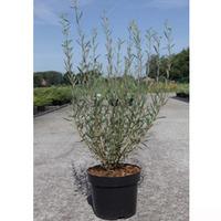 Salix purpurea \'Nana\' (Large Plant) - 1 x 3.6 litre potted salix plant