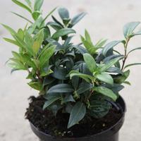 Sarcococca hookeriana var. humilis (Large Plant) - 1 x 2 litre potted sarcococca plant
