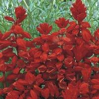 Salvia splendens \'Red Arrow\' - 1 packet (60 salvia seeds)