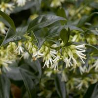 Sarcococca confusa (Large Plant) - 1 x 2 litre potted sarcococca plant
