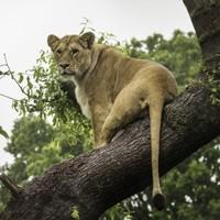 Safari Photography Workshop | Bedfordshire