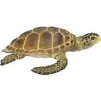 Safari Loggerhead Turtle (220229...