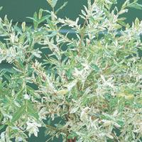 Salix integra \'Hakuro-nishiki\' (Large Plant) - 1 plant in 3.5 litre pot