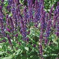 Salvia \'New Dimension Blue\' (Garden ready) - 12 salvia garden-ready plug plants