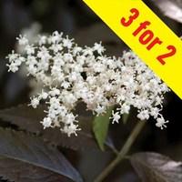 Sambucus nigra Guincho Purple 3 Plants 3 Litre