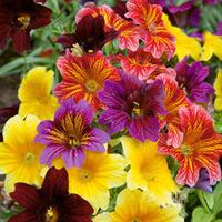 Salpiglossis sinuata \'Tongue Twisters\' - 72 salpiglossis plug tray plants