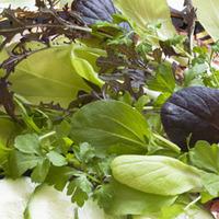 salad leaves french mix seeds 1 packet 400 salad seeds