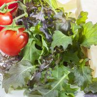 Salad Leaves \'Mediterranean Mix\' (Seeds) - 1 packet (750 salad seeds)