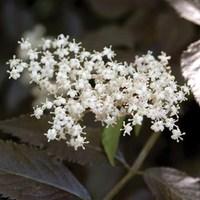 Sambucus Nigra Guincho Purple 1 Plant 3 Litre