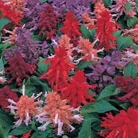 Salvia Sizzler 170 Small Plugs