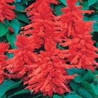 salvia desert fire 12 mega plants