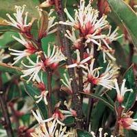 Sarcococca hookeriana var. humilis - 3 sarcococca plants in 9cm pots