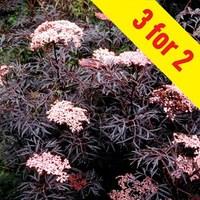 Sambucus nigra Black Lace 3 Plants 9cm Pot