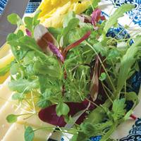 Salad Leaves \'Express Mix\' (Seeds) - 1 packet (750 salad seeds)