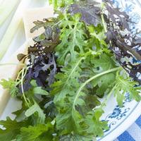 salad leaves spicy mix seeds 1 packet 100 salad seeds