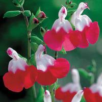 Salvia x jamensis \'Hot Lips\' (Large Plant) - 1 salvia plant in 2 litre pot
