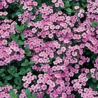 Saponaria ocymoides (Large Plant) - 1 saponaria plant in 1 litre pot