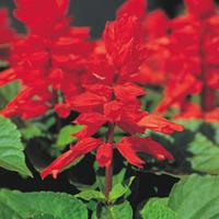 Salvia \'Blaze Of Fire\' (Garden ready) - 30 garden ready salvia plug plants