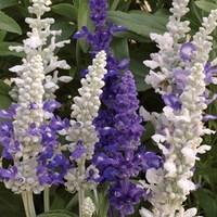 Salvia Seascape 70 Ready Plants