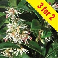 Sarcococca humilis (Sweet Box) 3 Plants 3 litre Pots