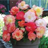 Samba Begonia 6 Tubers