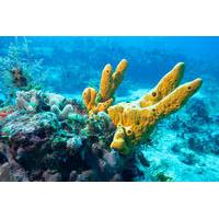 Scuba Diving Adventure for Certified Divers