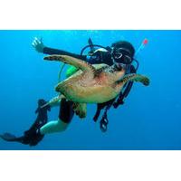 Scuba Diving for Beginners on the Leeward Coast