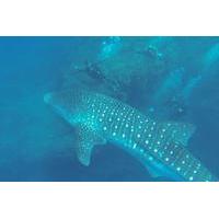 Scuba Diver PADI Certification