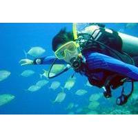 Scuba Diving for Beginners with Lunch