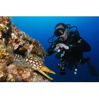 Scuba Diving Multi Dives in Playa de la Americas