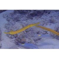 Scuba Safari Adventure