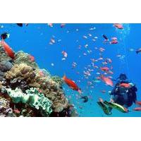 Scuba Diving in Padangbai for Certified Divers
